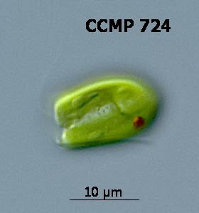 SatoさんBucephalandra YWJzOi8vZmlzaHlodWItcHVibGljL3